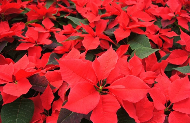 冬季也能盛开的花卉