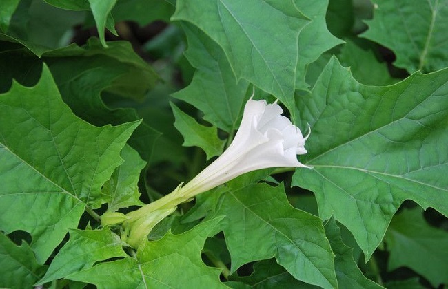 有毒的花有哪些？