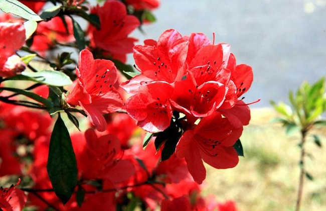 有毒的花有哪些？