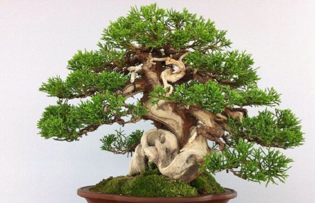 有毒的花有哪些？