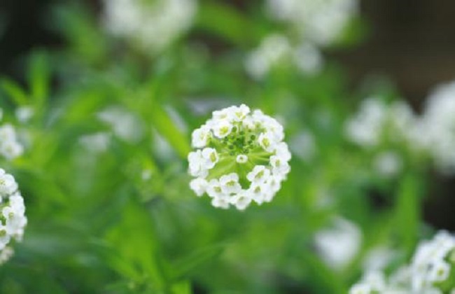 冬季也能盛开的花卉