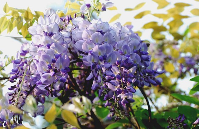 有毒的花有哪些？