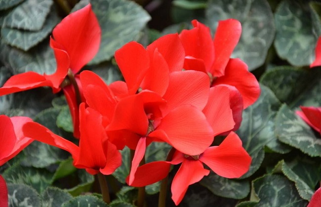 冬季也能盛开的花卉