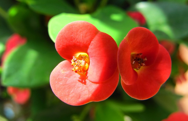 冬季也能盛开的花卉