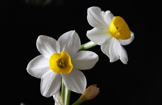 冬季也能盛开的花卉