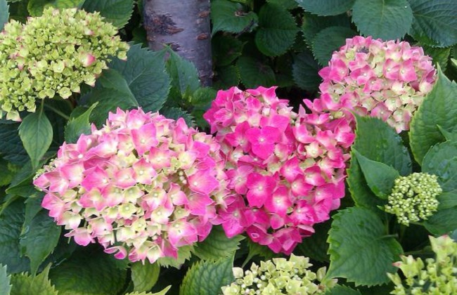 有毒的花有哪些？