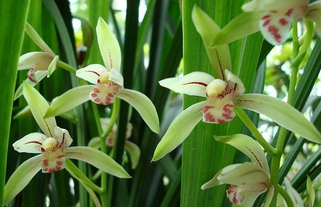 有毒的花有哪些？