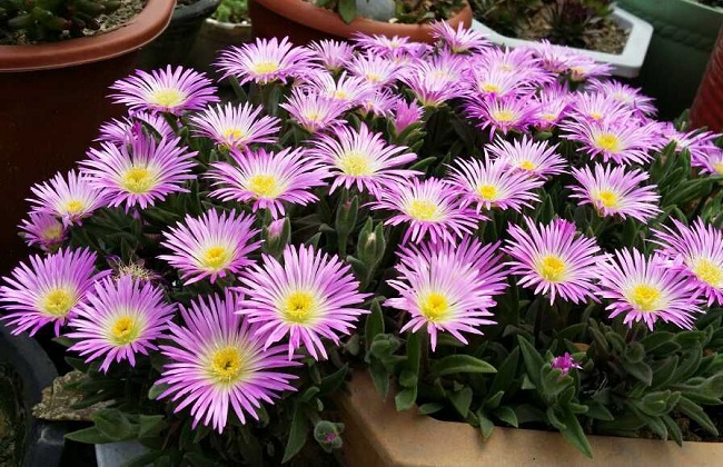 龙须海棠不开花解决办法