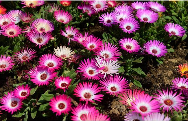 龙须海棠不开花解决办法