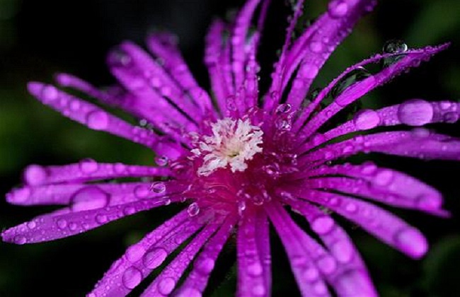 龙须海棠不开花解决办法