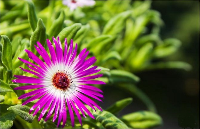 龙须海棠不开花解决办法