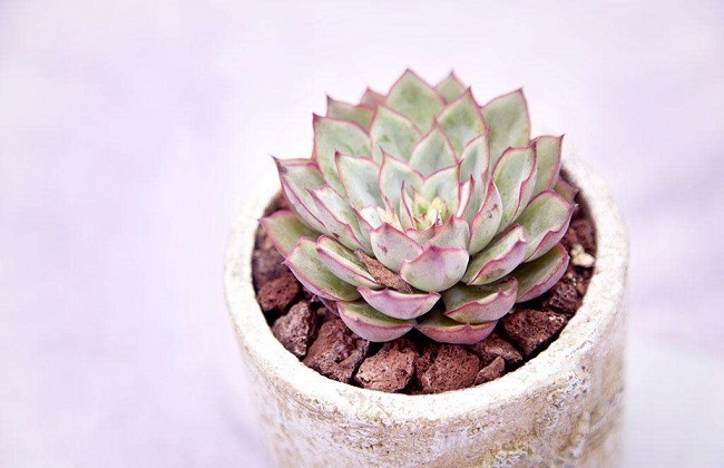 多肉冬季有黑腐的原因