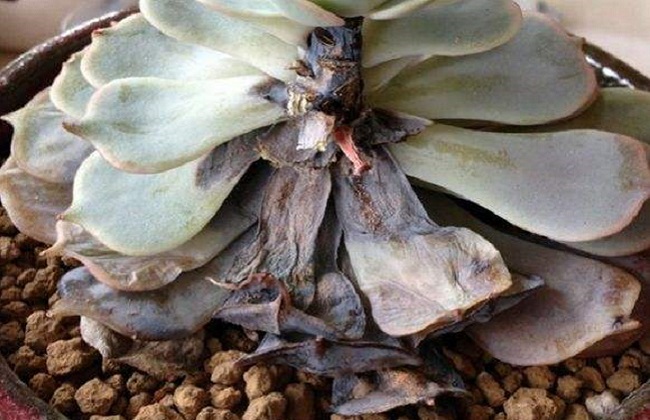 多肉冬季有黑腐的原因