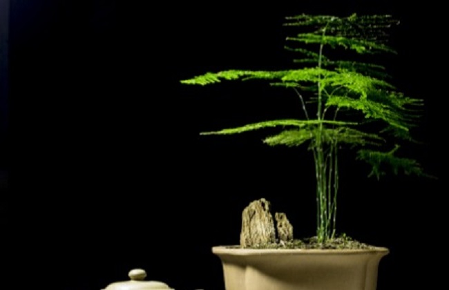 图解不与此同时期文竹的修剪办法