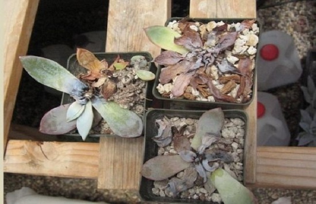 多肉冬季有黑腐的原因