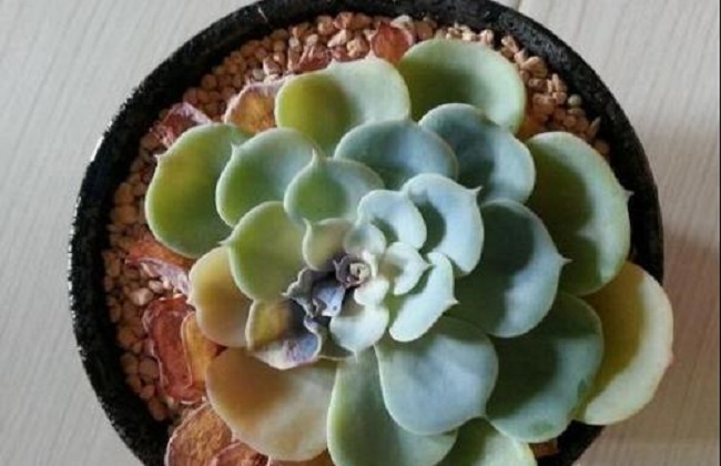 多肉冬季有黑腐的原因