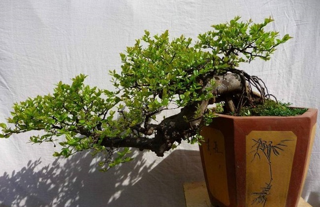 雀梅经常遇见病虫害及防治措施