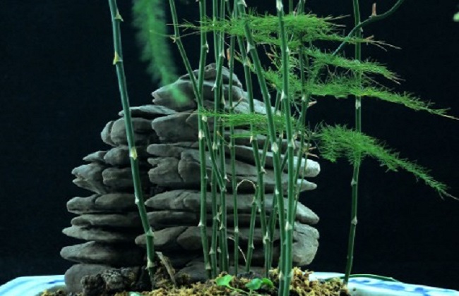 图解不与此同时期文竹的修剪办法