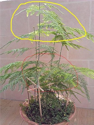 图解不与此同时期文竹的修剪办法