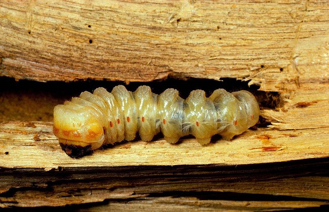 雀梅经常遇见病虫害及防治措施