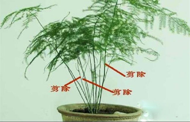 图解不与此同时期文竹的修剪办法