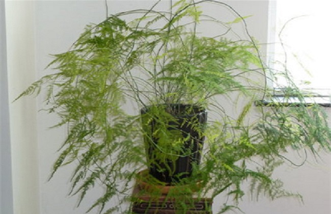 图解不与此同时期文竹的修剪办法