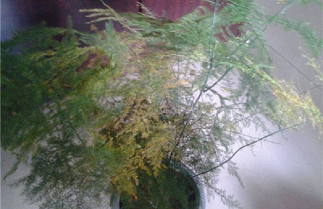 图解不与此同时期文竹的修剪办法