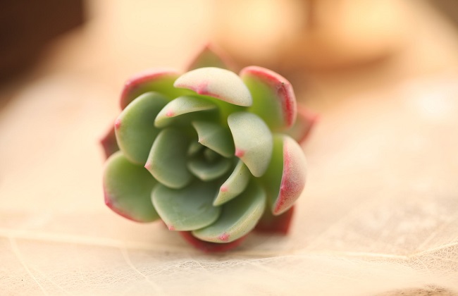 多肉种植技术之怎么驱虫