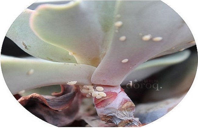 多肉种植技术之怎么驱虫