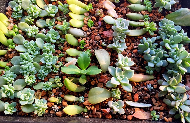 多肉种植技术之怎么驱虫