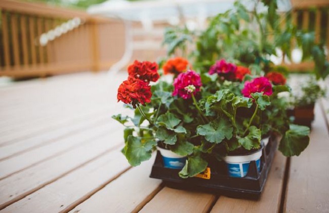 怎么良好的给花浇水