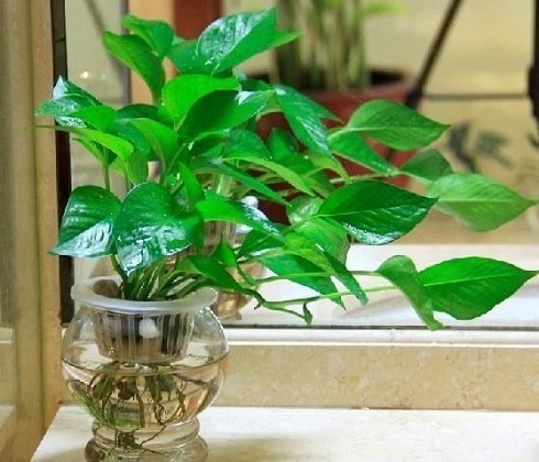 绿萝的养殖办法及品种介绍