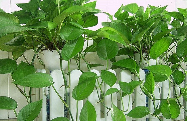 绿萝的养殖办法及品种介绍