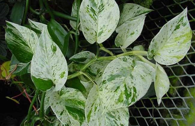 绿萝的养殖办法及品种介绍