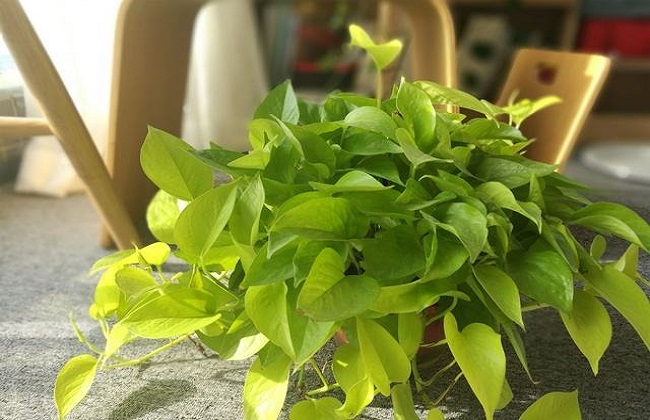 绿萝的养殖办法及品种介绍