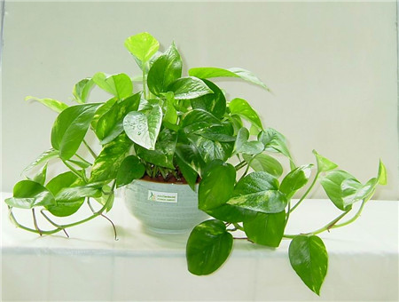 绿萝的养殖办法及品种介绍