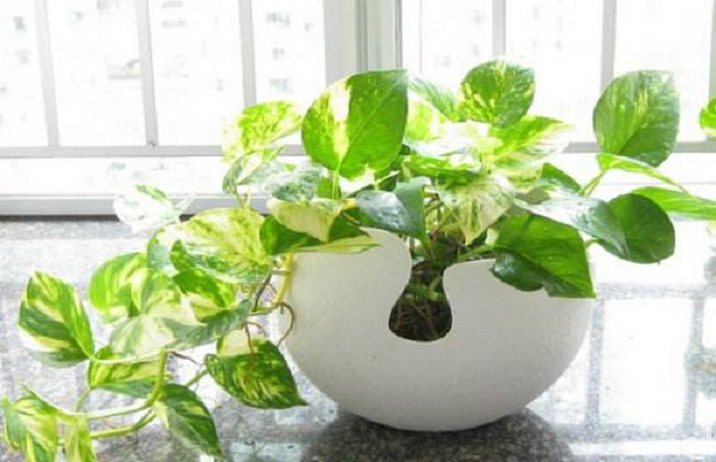 绿萝的养殖办法及品种介绍