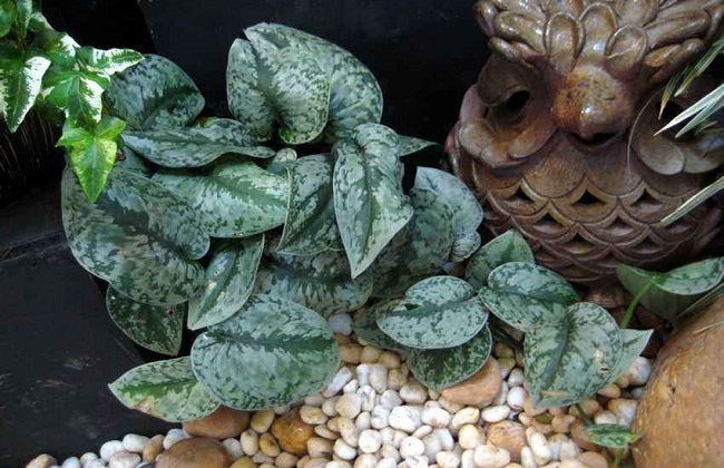 绿萝的养殖办法及品种介绍