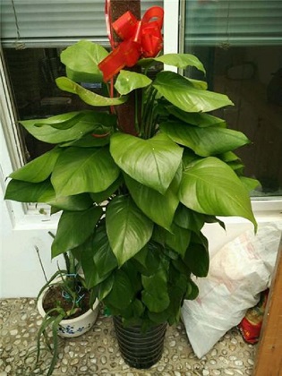 绿萝的养殖办法及品种介绍