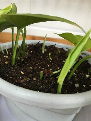 绿萝的养殖办法及品种介绍