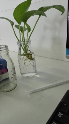 绿萝的养殖办法及品种介绍