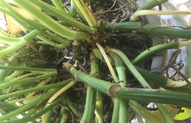 绿萝的养殖办法及品种介绍