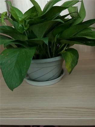 绿萝的养殖办法及品种介绍