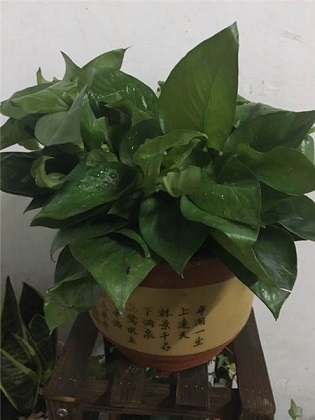 绿萝的养殖办法及品种介绍