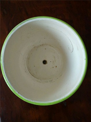 绿萝的养殖办法及品种介绍