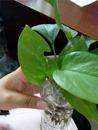 绿萝的养殖办法及品种介绍