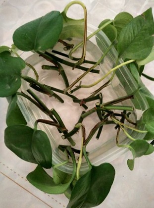 绿萝的养殖办法及品种介绍