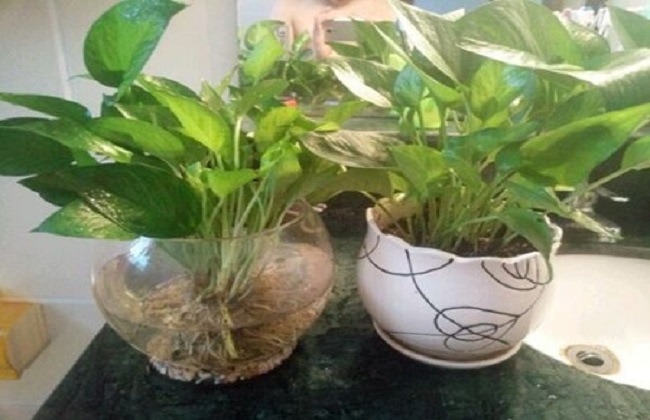 绿萝的养殖办法及品种介绍