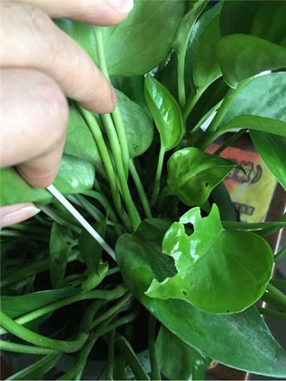 绿萝的养殖办法及品种介绍