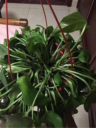 绿萝的养殖办法及品种介绍